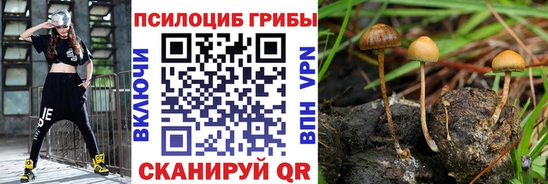 Купить где  Благодарный  Псилоцибиновые грибы Cubensis 